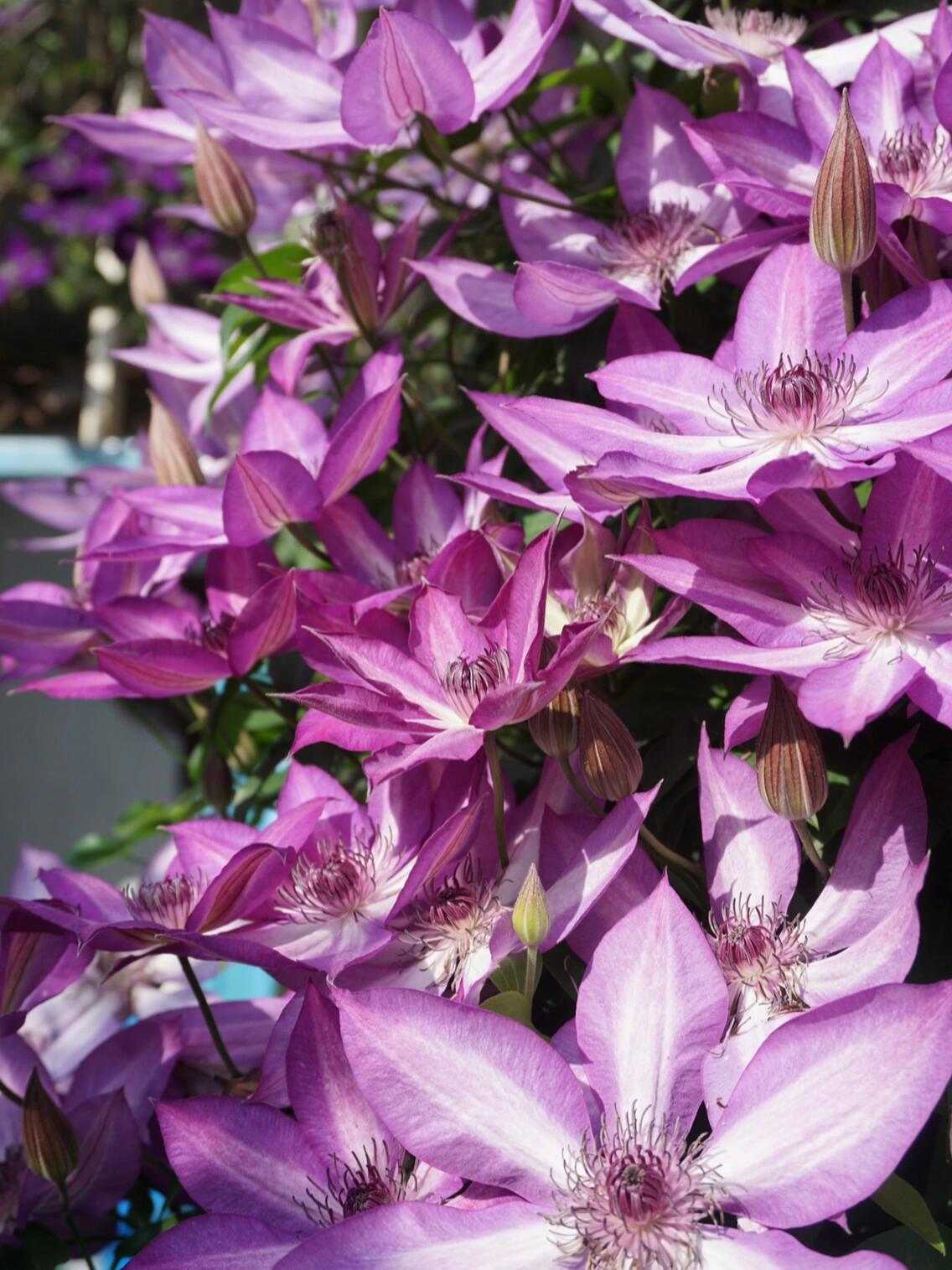 Clematis ‘’Lizard|トカゲ |蜥蜴 ‘’