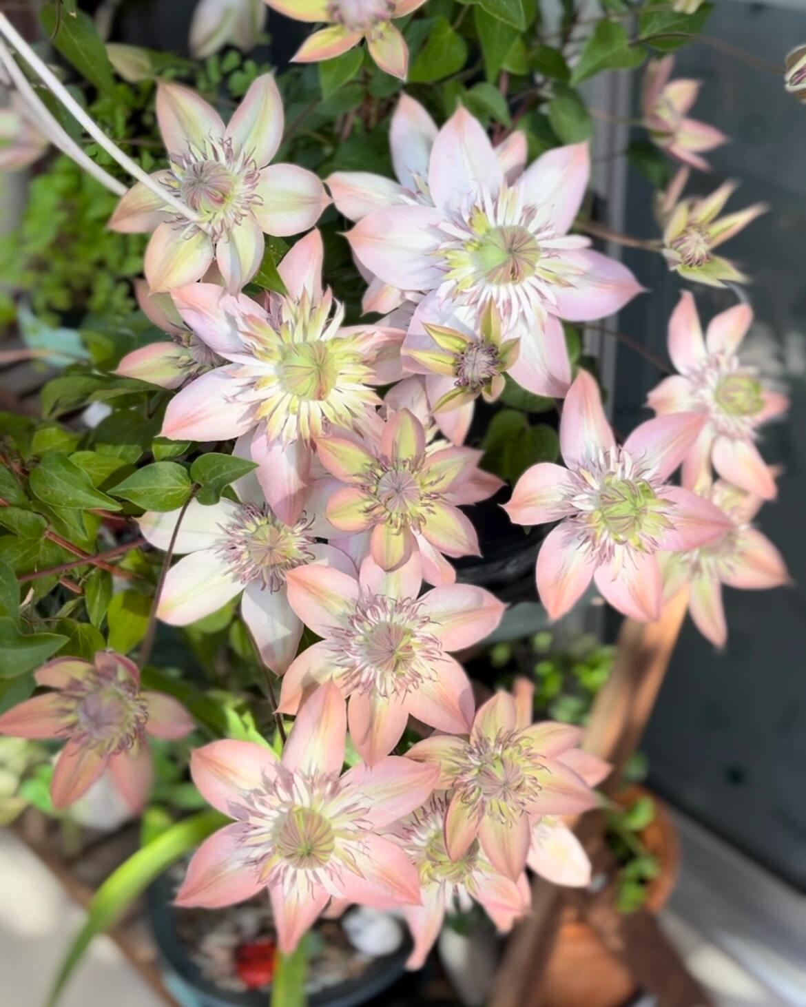 Clematis ''Shamshe |昼の天使| 昼天使| 桃万重''