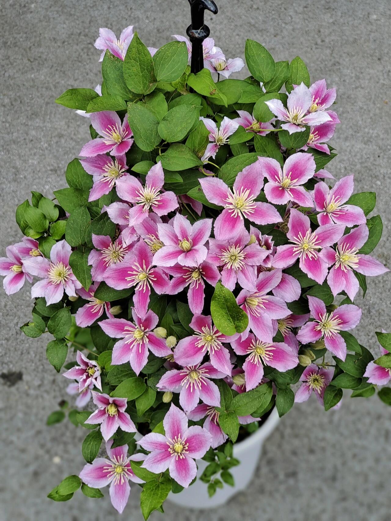 Clematis ‘’Piilu|小鸭‘’