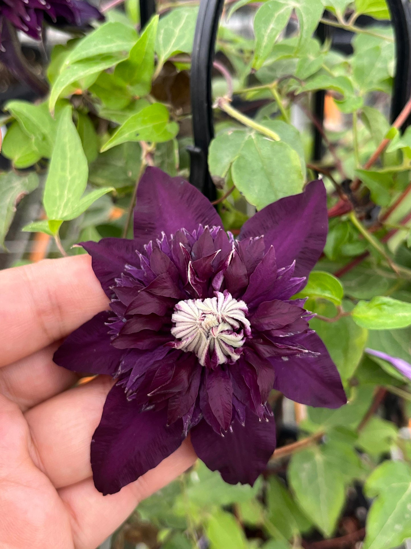 Clematis ‘’Sorcerer |Mage| 魔法师‘’ U.S Exclusive
