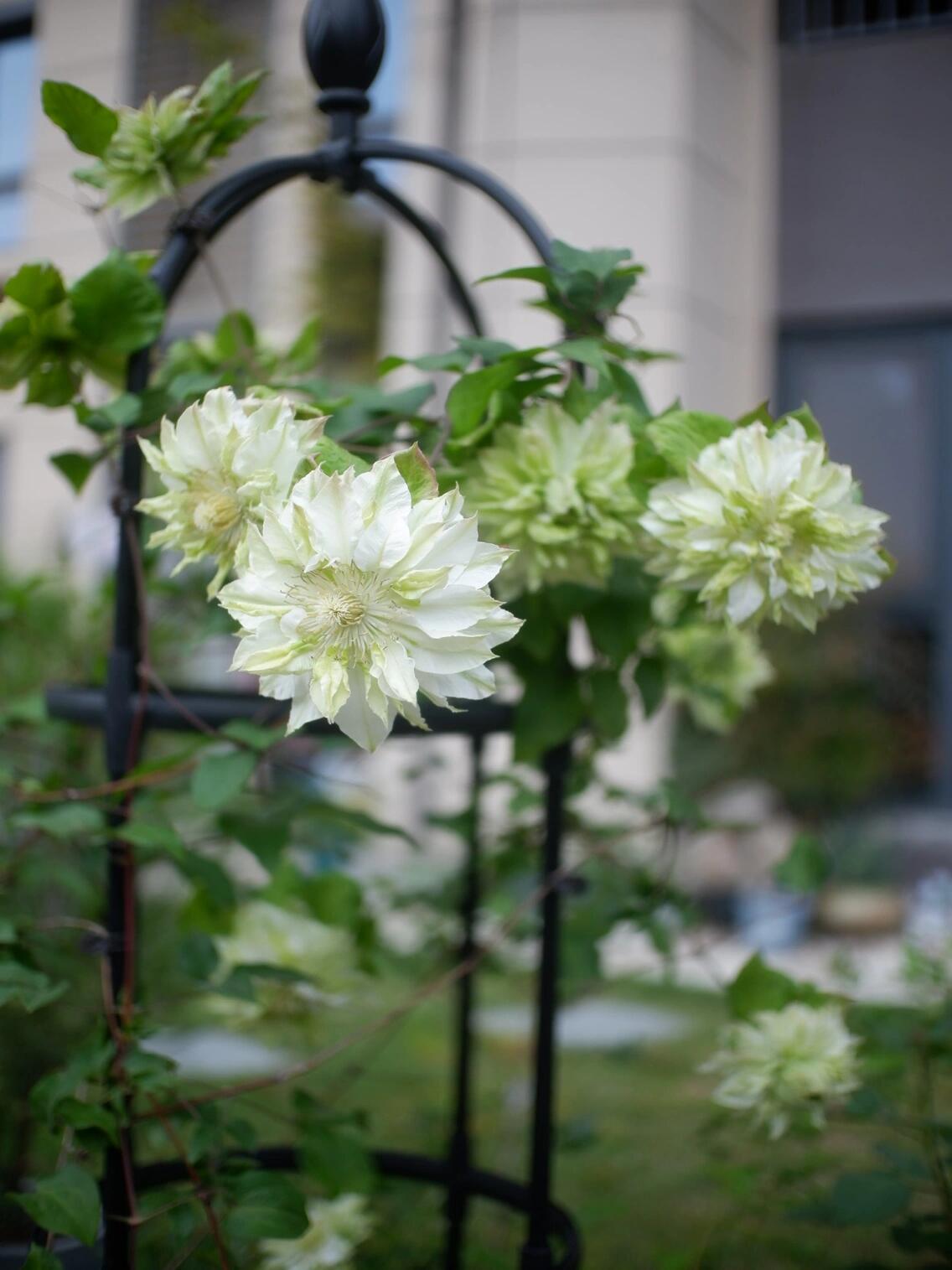 Clematis ‘’Midori |美登利 ‘’