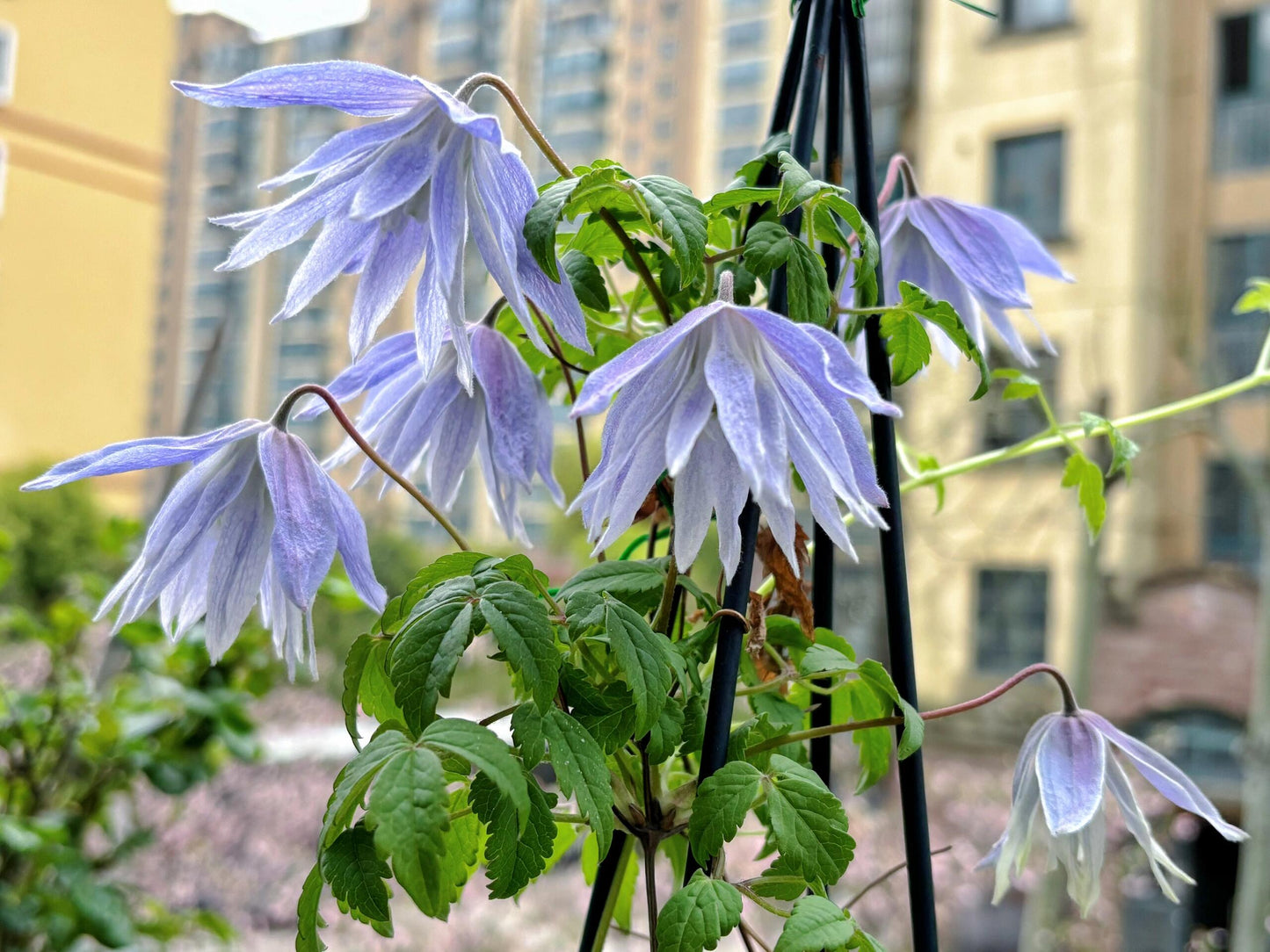 Clematis ‘’Maidwell Hall|梅德维尔‘’