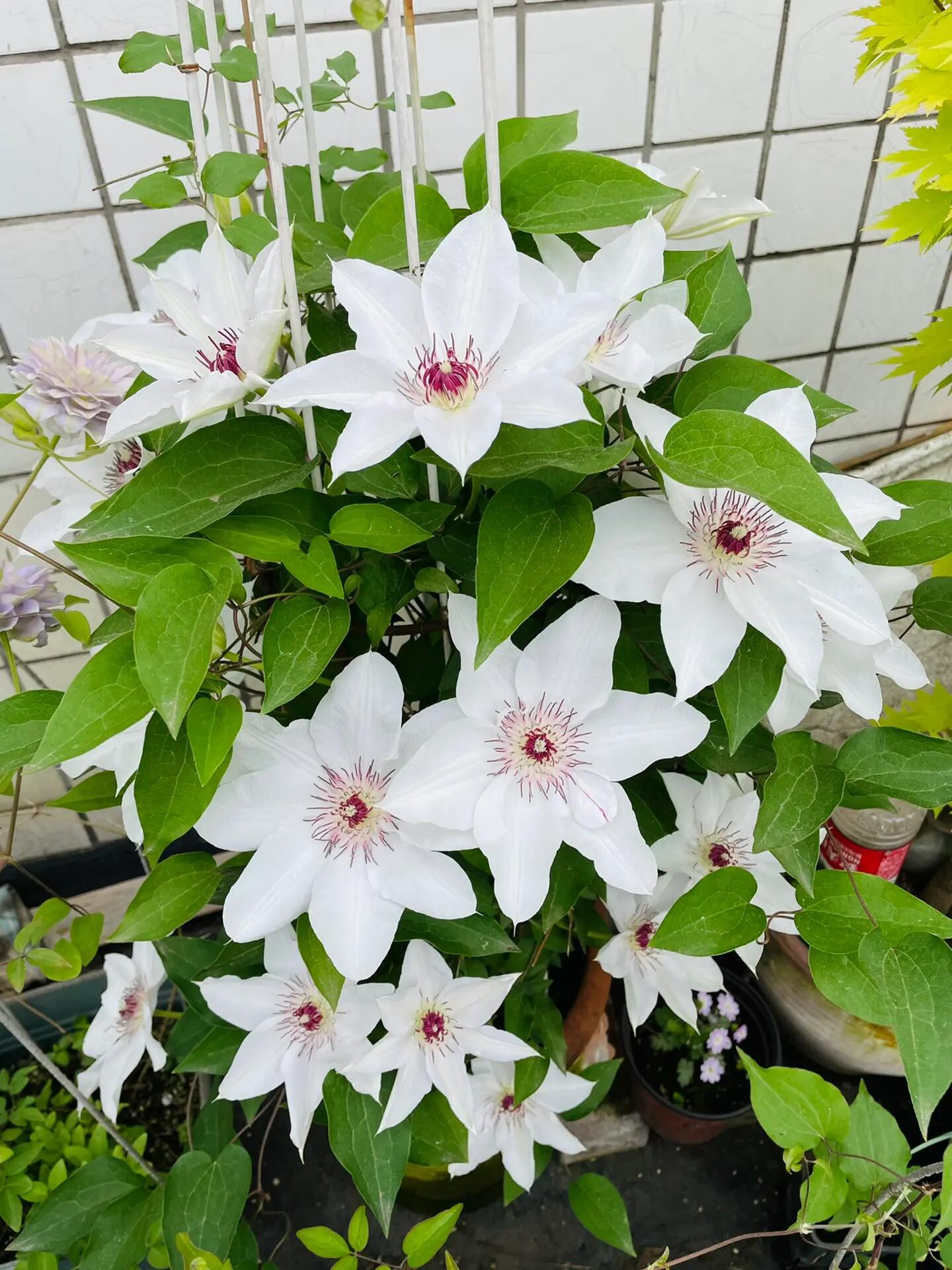 Clematis ''Haruyama|はるやま| 晴山/ 春天''