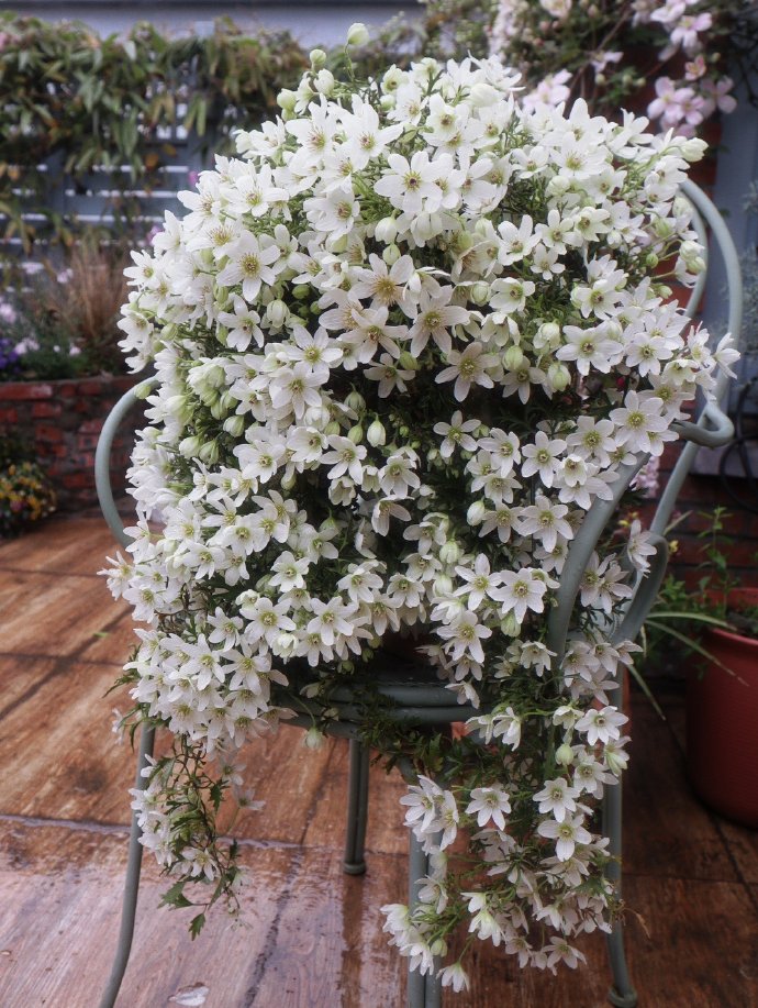 Clematis ‘’Joe|银币‘’