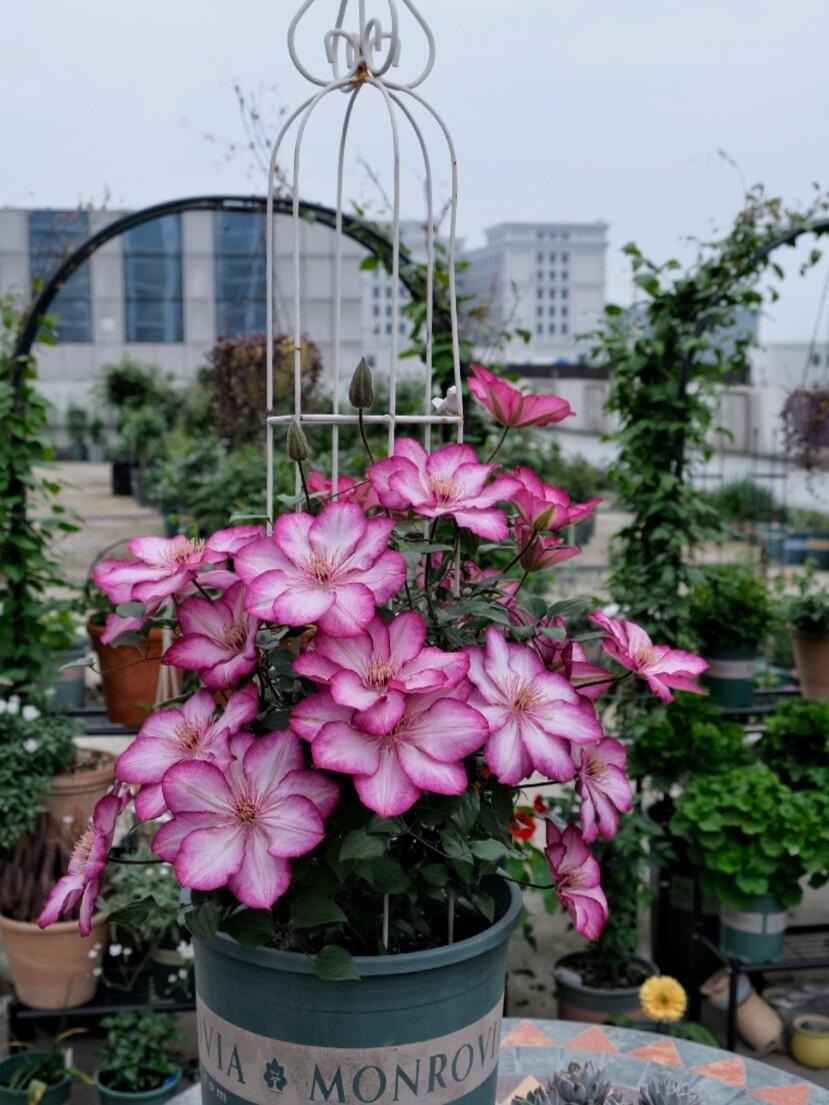 Clematis ‘’Liberty|解放‘’