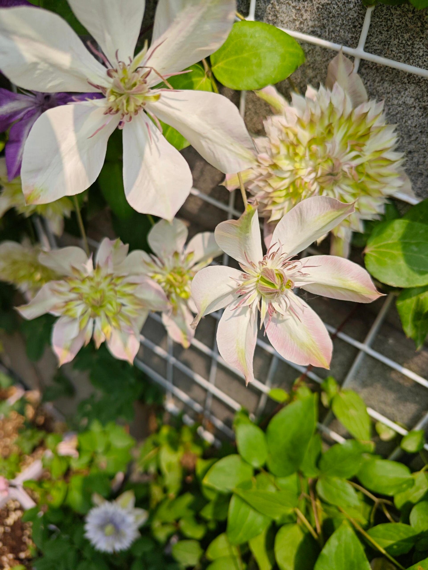 Clematis ''Shamshe |昼の天使| 昼天使| 桃万重''