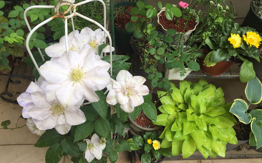 Clematis ‘’Innocent Blush |羞答答‘’