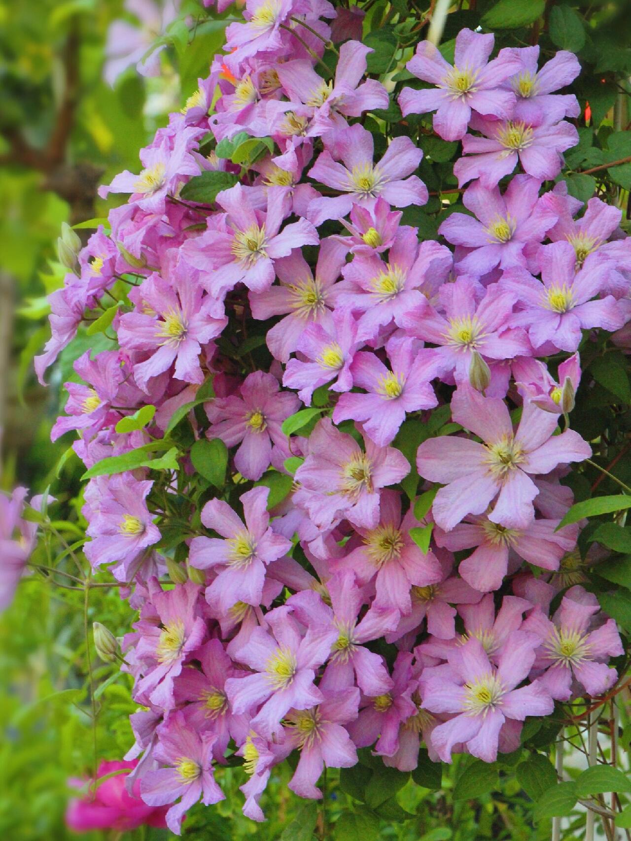 Clematis ‘’Comtesse de Bouchaud| 包查德 女侯爵‘’