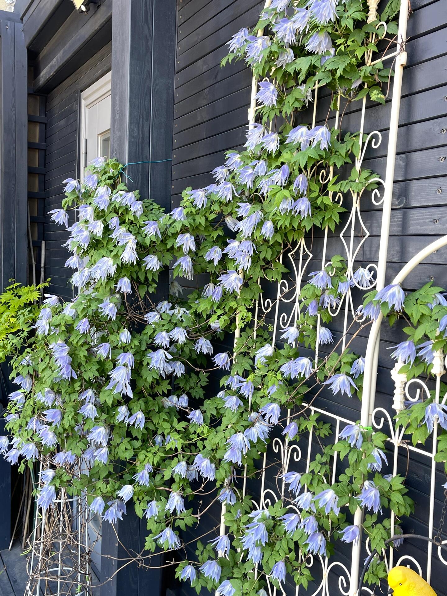 Clematis ‘’Maidwell Hall|梅德维尔‘’