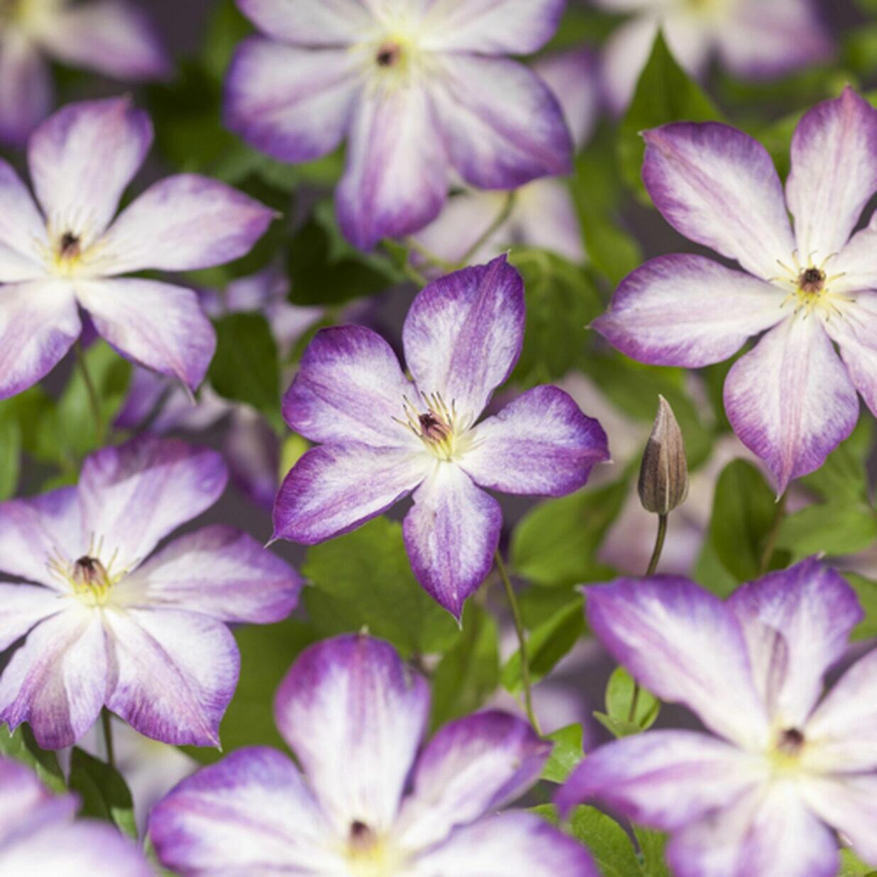 Clematis ‘’Pernille| 佩莱尼‘’