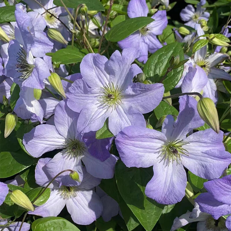 Clematis ‘’Sea Breeze|海风‘’