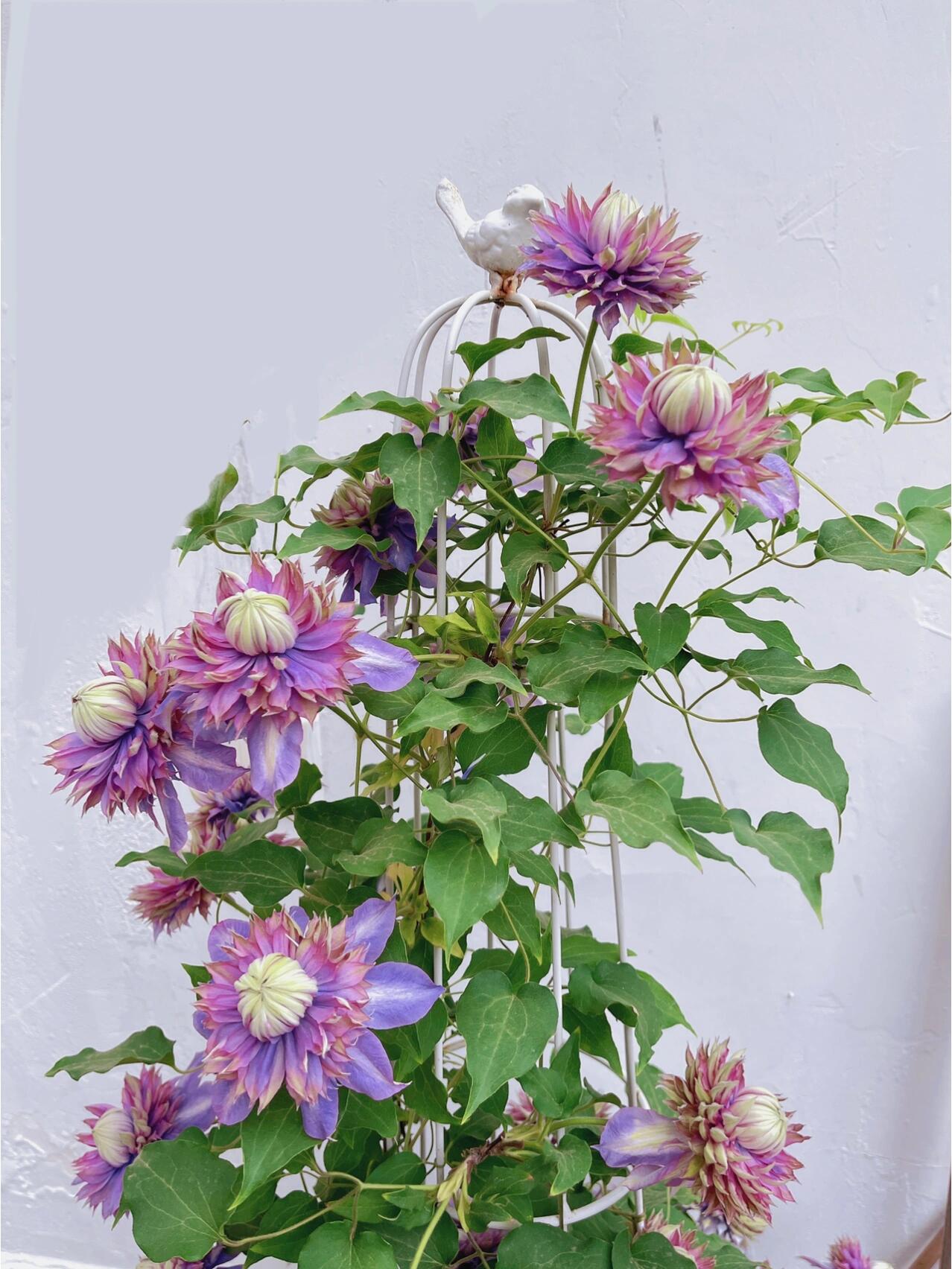 Clematis ''Magic Fountain| 魔法喷泉''