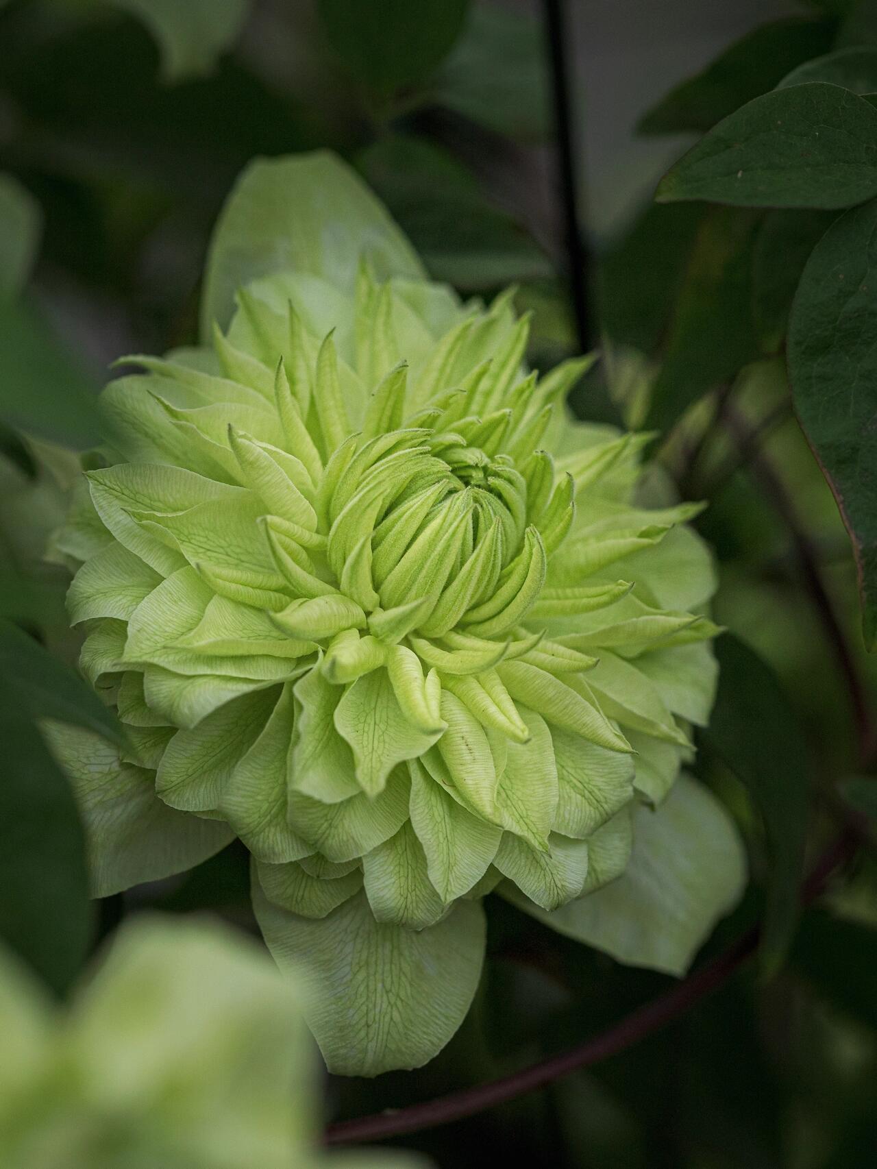 Clematis ''Alba Plenal | 白万重''-小绿| 绿玉