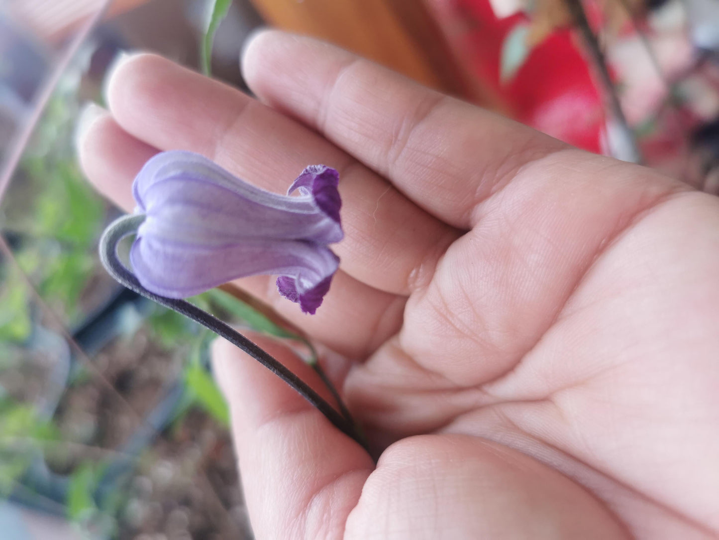 Rooguchi Clematis ‘’Sumire|堇‘’
