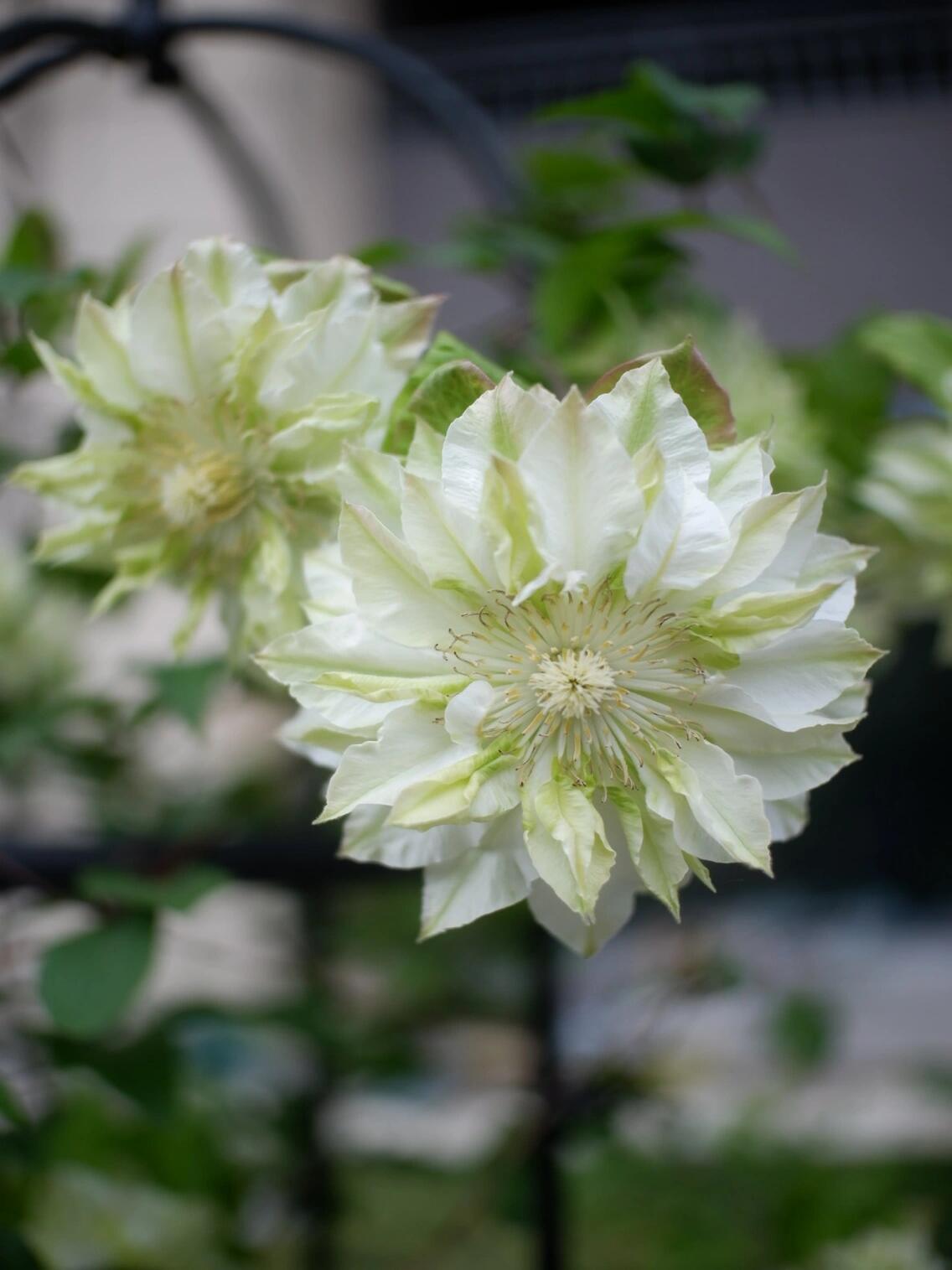 Clematis ‘’Midori |美登利 ‘’