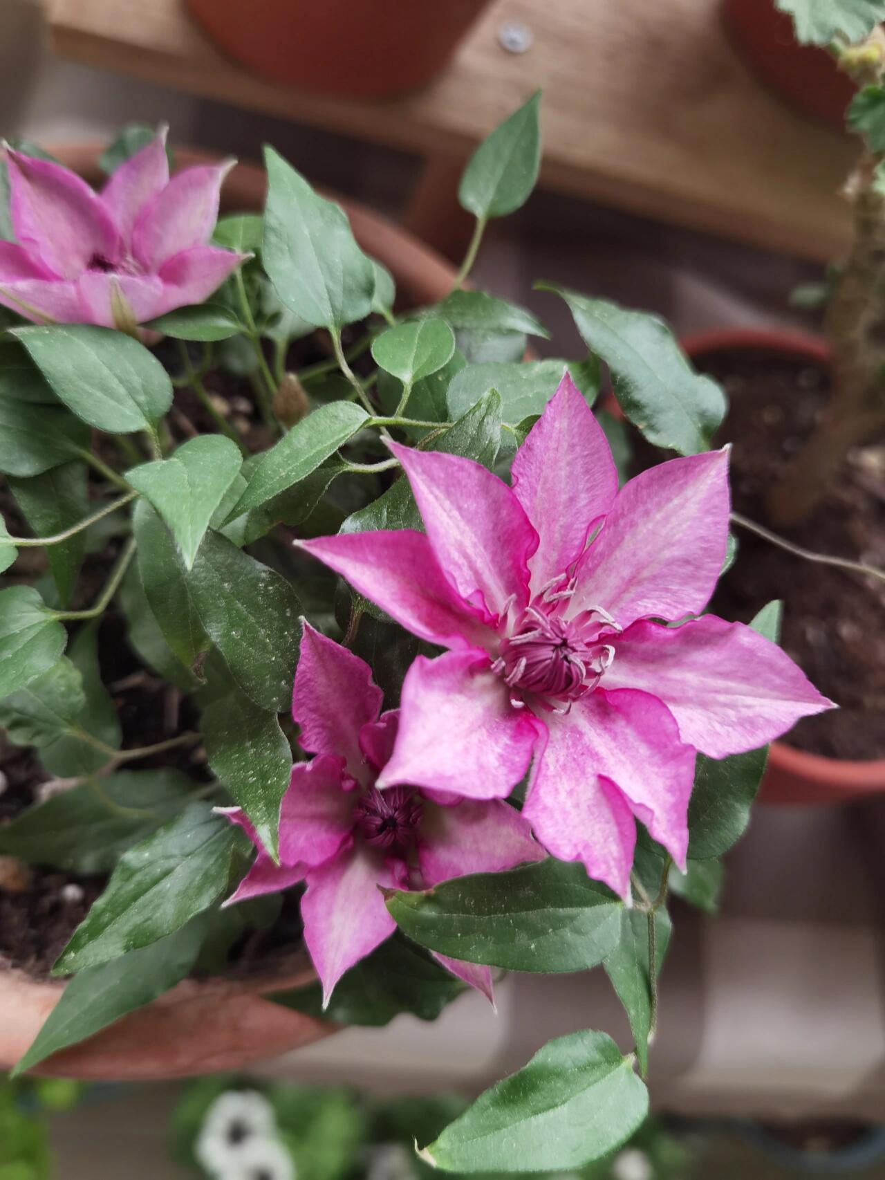 Dwarf Clematis ‘’Luiza|ルイーザ|路易莎‘’