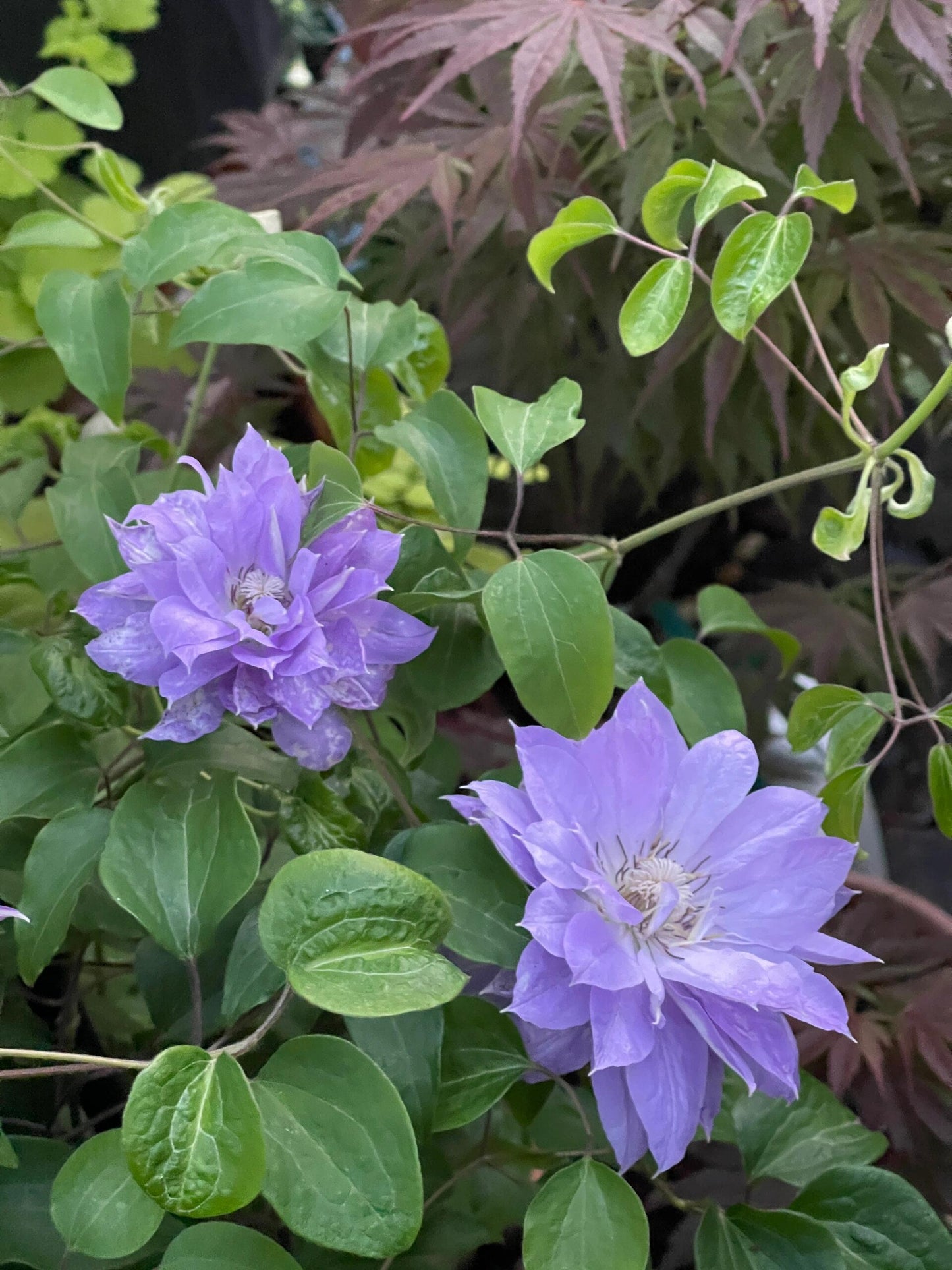 Clematis 'Teshio| てしお | 天盐'