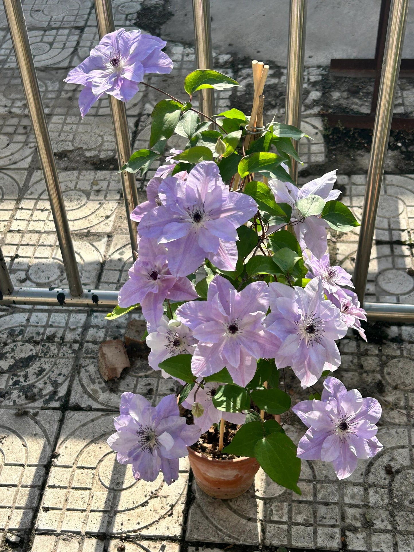 Clematis ‘’Reflections|倒影‘’