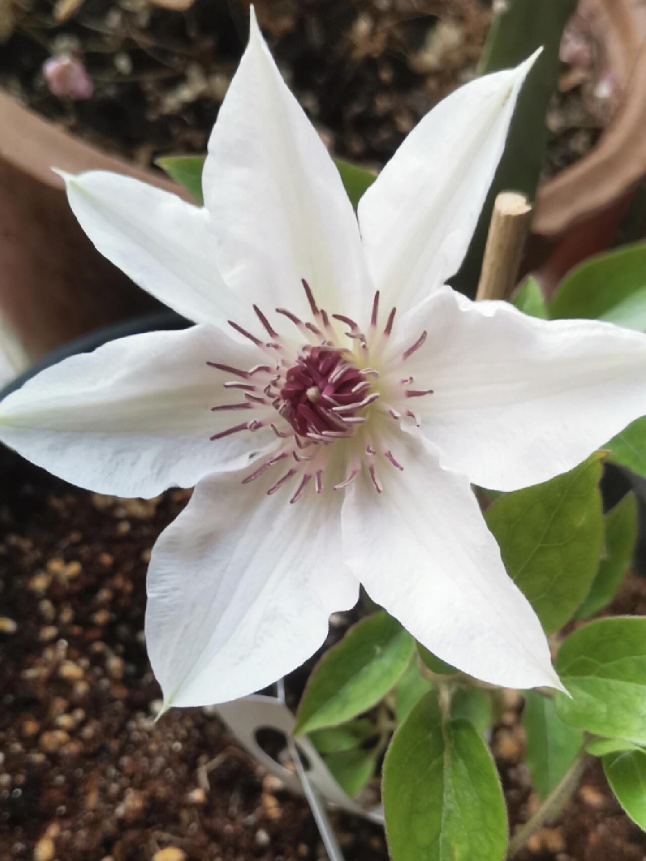 Clematis ''Haruyama|はるやま| 晴山/ 春天''