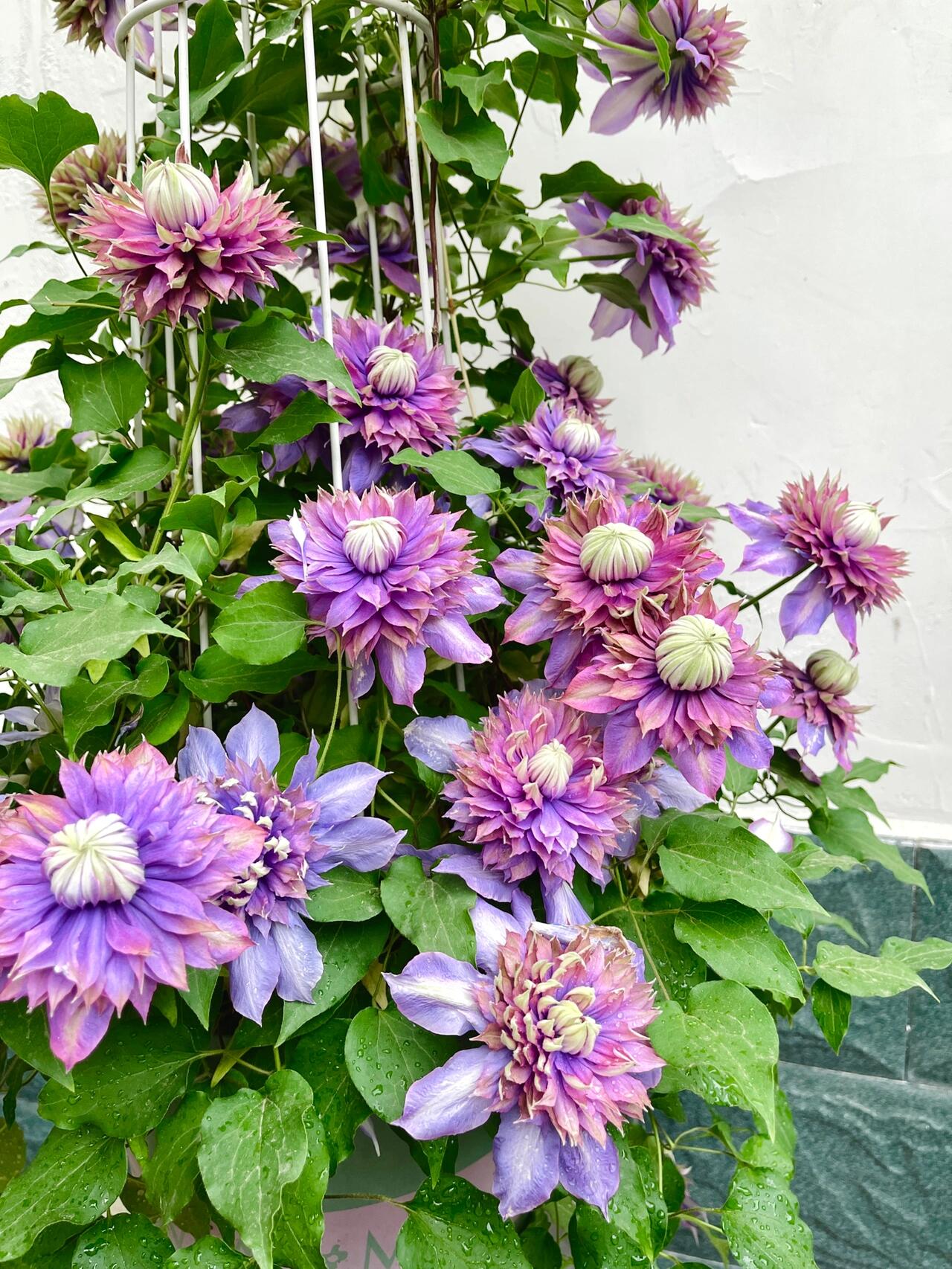 Clematis ''Magic Fountain| 魔法喷泉''