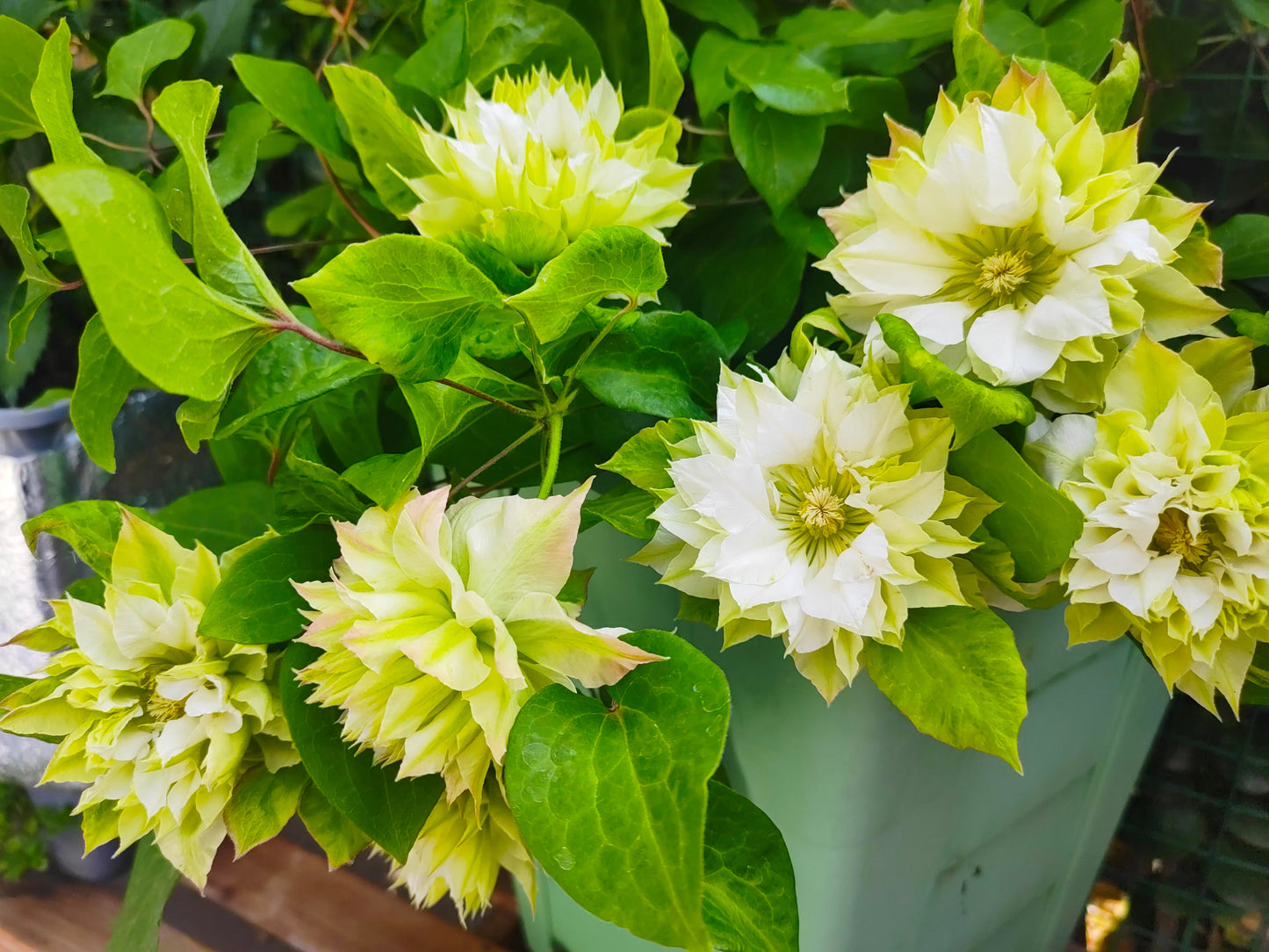 Clematis ‘’Midori |美登利 ‘’