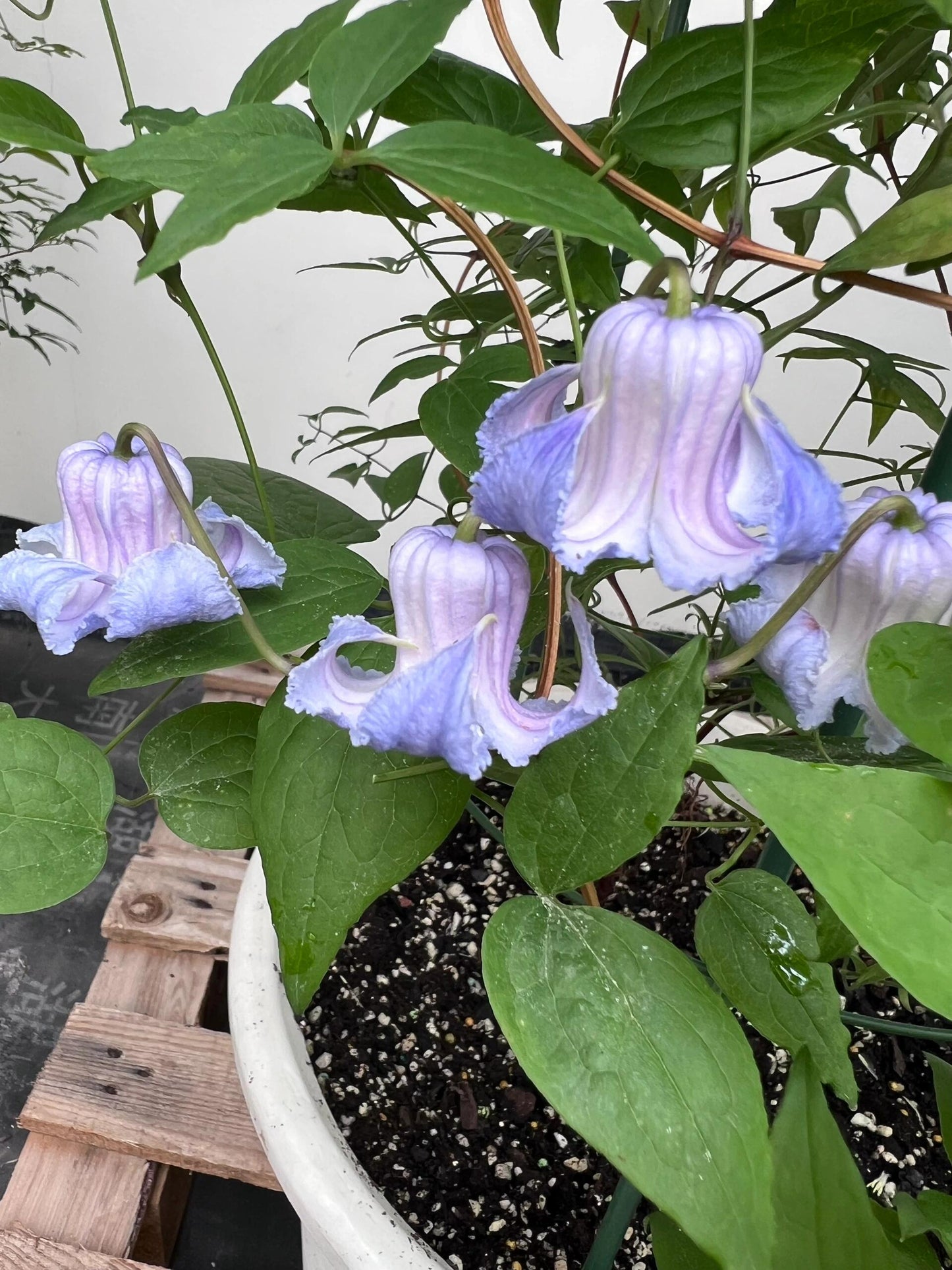 Blue Octopus Clematis ‘’クリスパ・エンジェル| Crispa Angel| 克里斯帕天使| タコクレマチス‘’