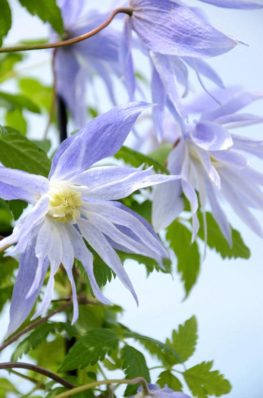 Clematis ‘’Maidwell Hall|梅德维尔‘’
