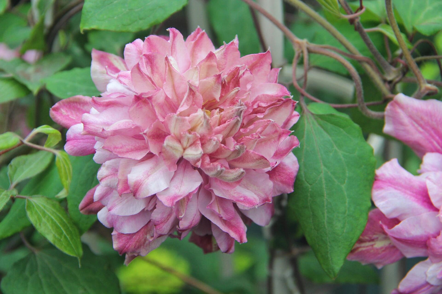 Clematis ‘’Patricia Ann Fretwel|帕特丽夏‘’