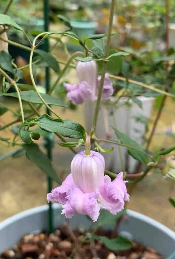 Pink Octopus Clematis ‘’Last Whisper|最後の囁き| 最后的轻语| タコクレマチス‘’ - US Exclusive