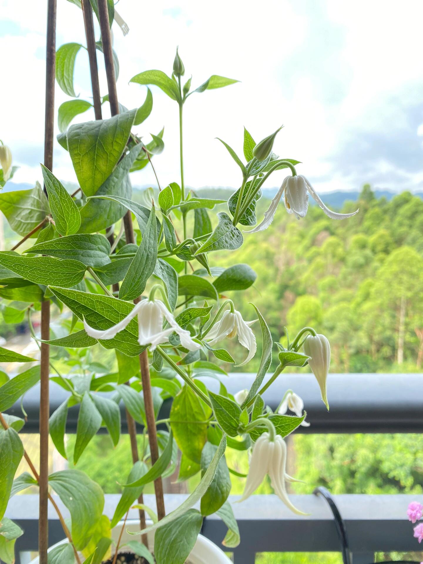 Jasmine Clematis ''Hakuree | ハクレイ| 白麗| 哈库里''