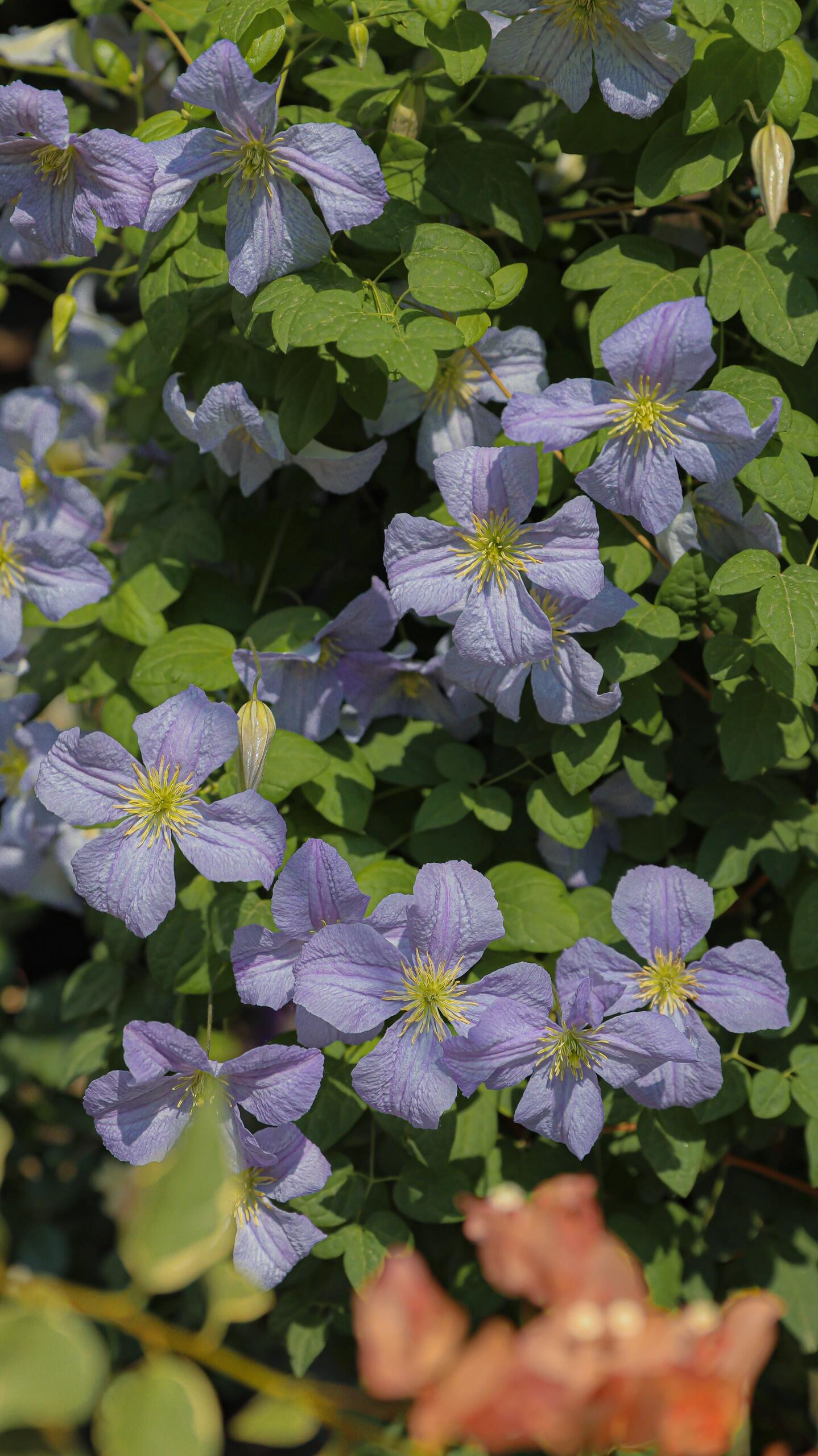 Clematis ‘’Emilia Plater|艾米丽花盘‘’