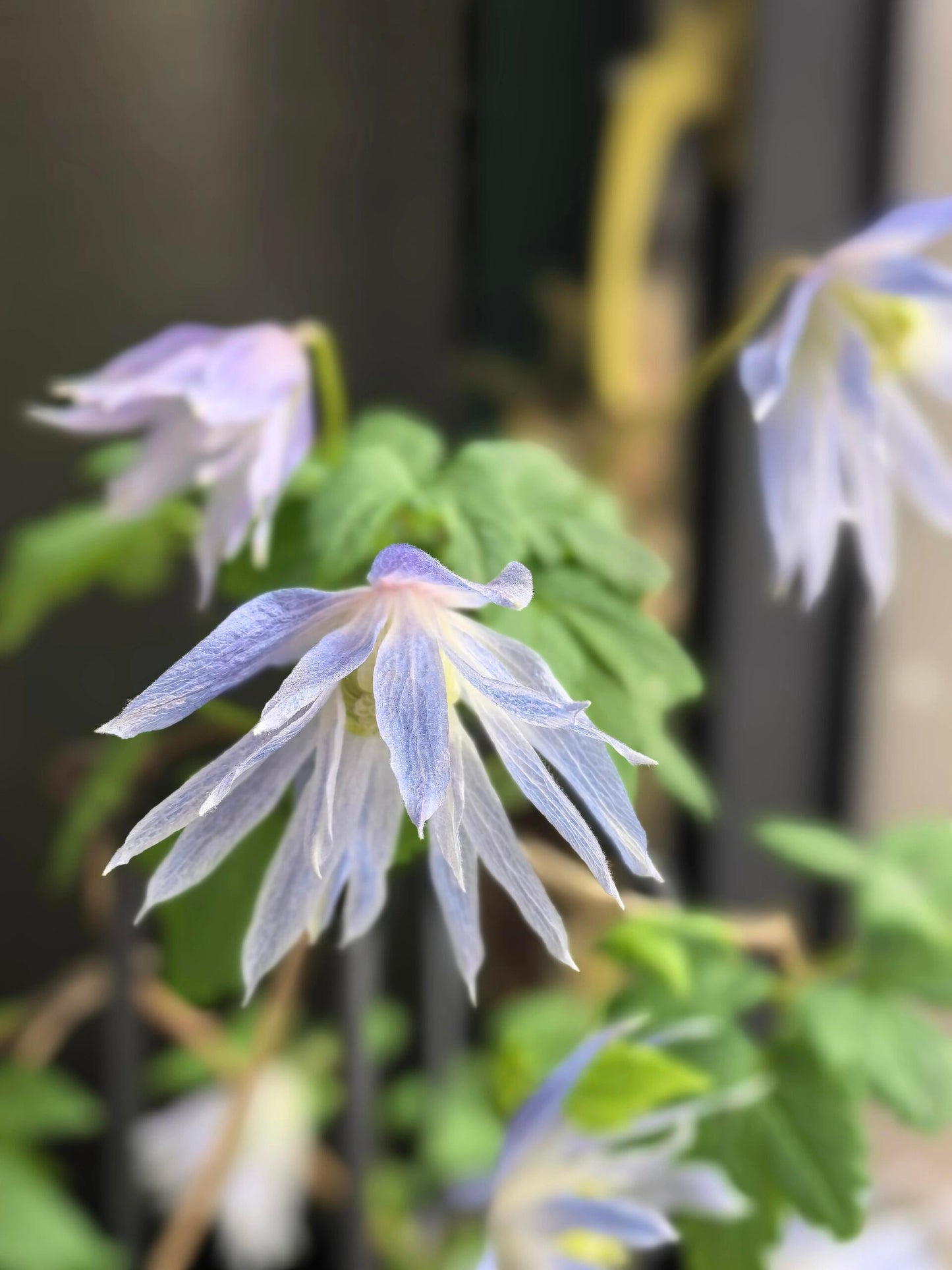 Clematis ‘’Maidwell Hall|梅德维尔‘’