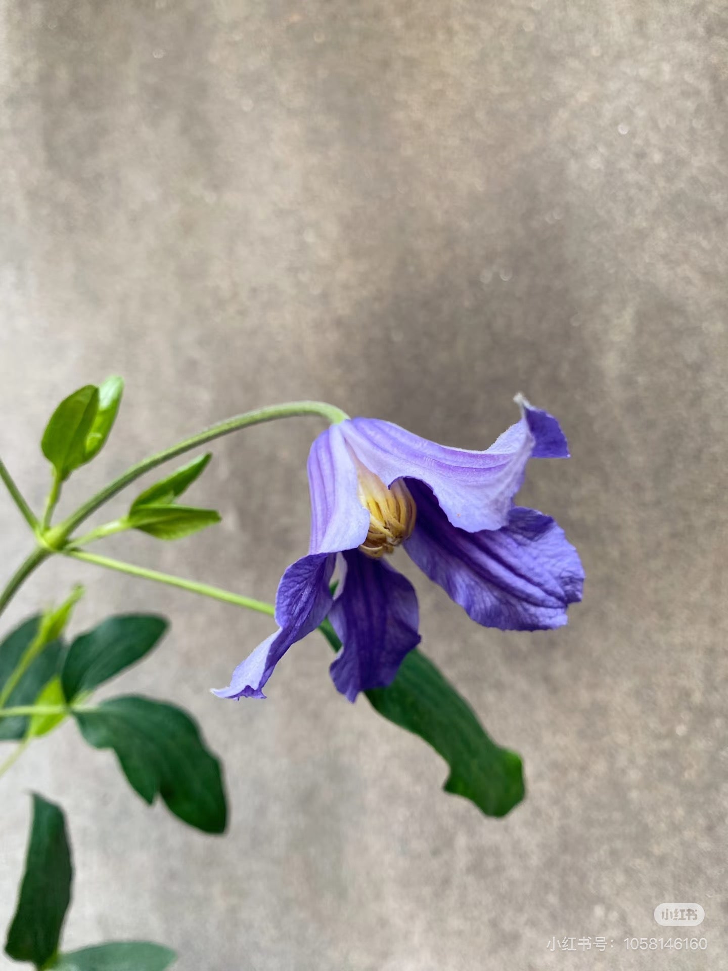 Clematis ‘’Milky Way|银河系‘’