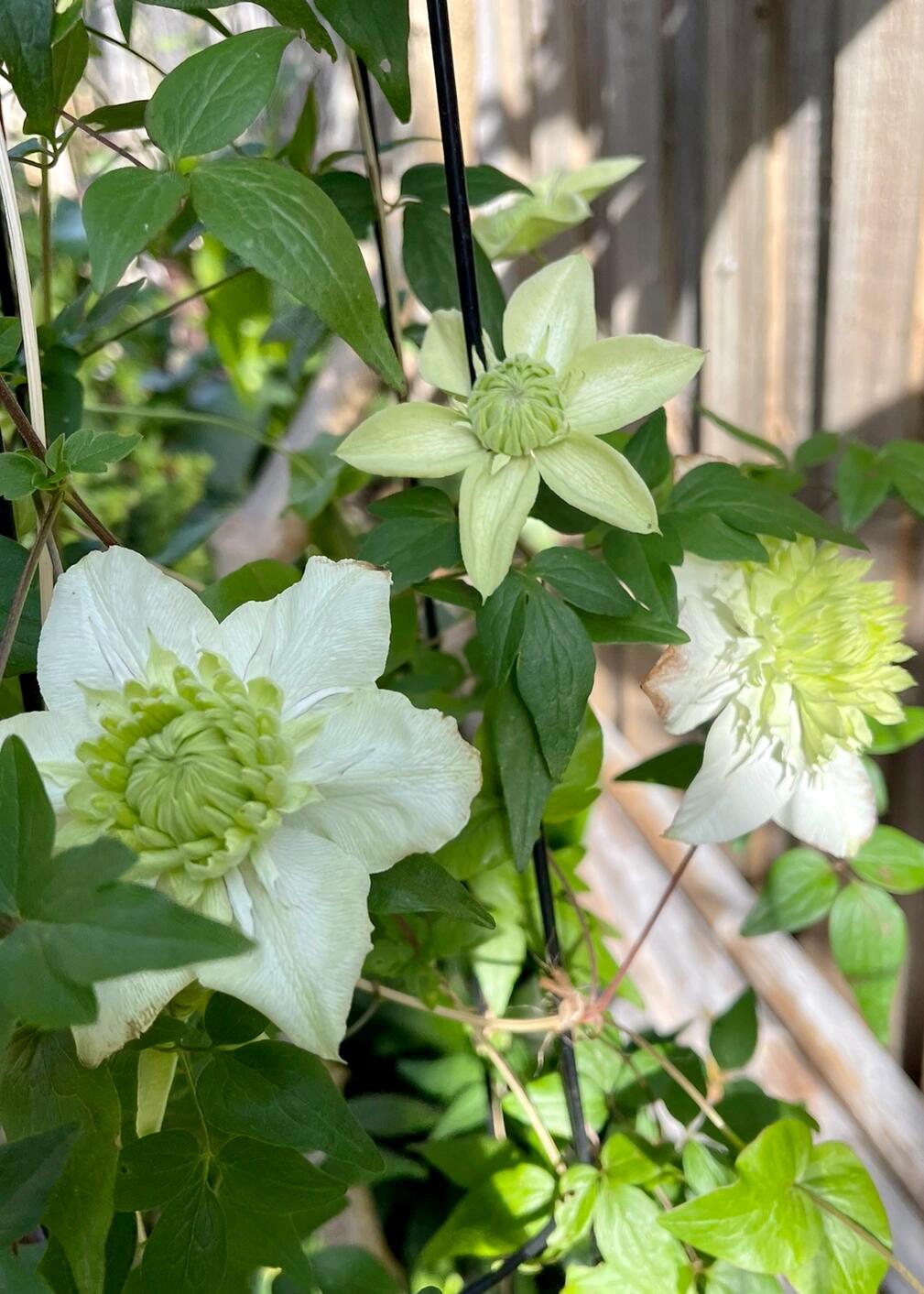 Clematis ''Alba Plenal | 白万重''-小绿| 绿玉