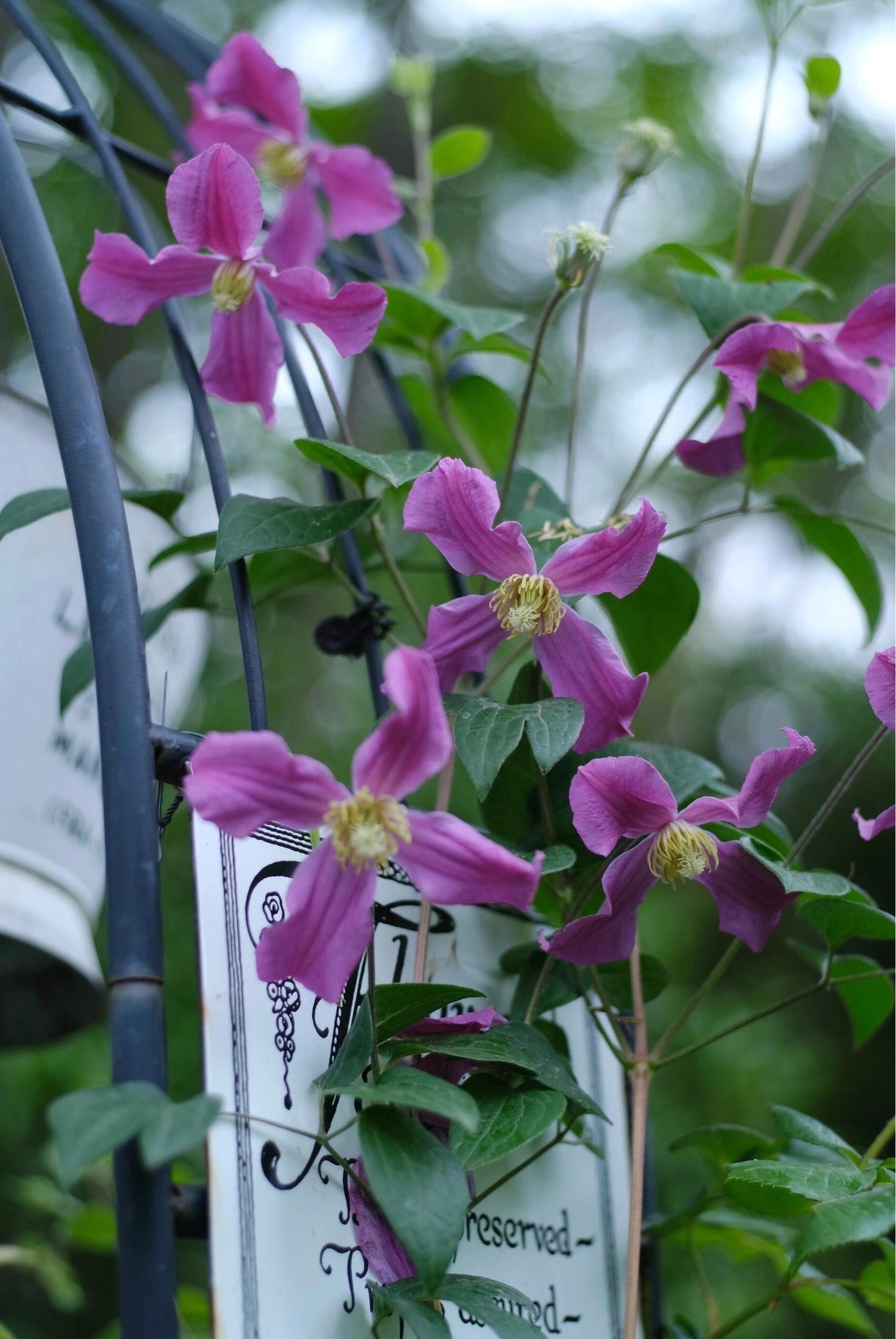 Clematis ‘’Inspiration|灵感‘’