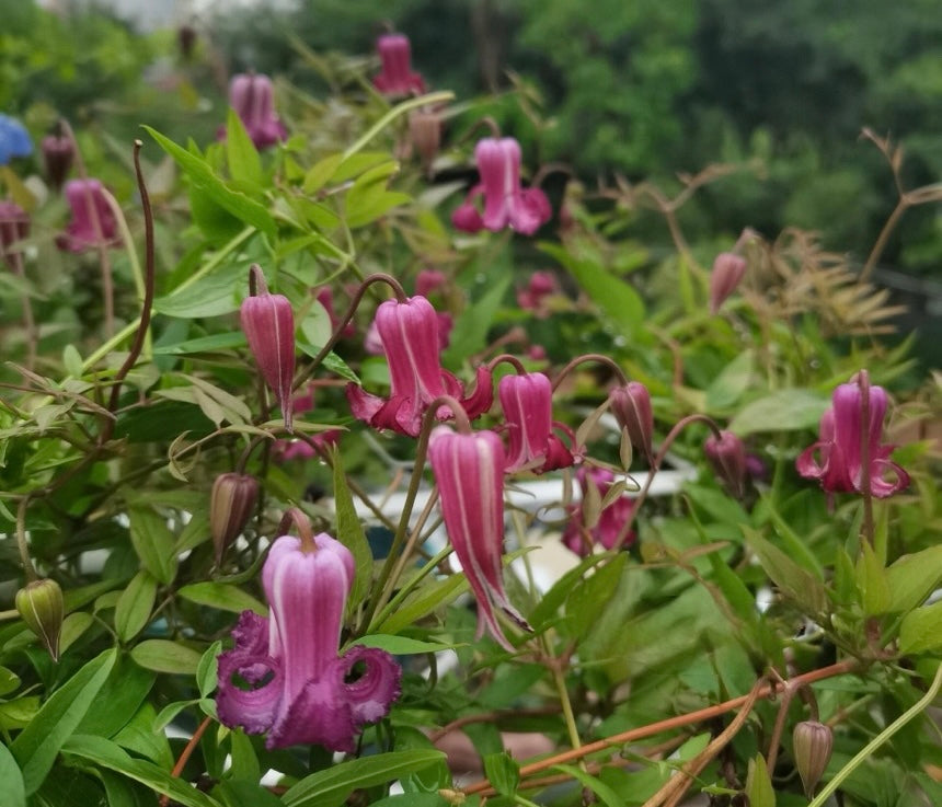 Clematis ‘’Princess Red| 绯红公主‘’