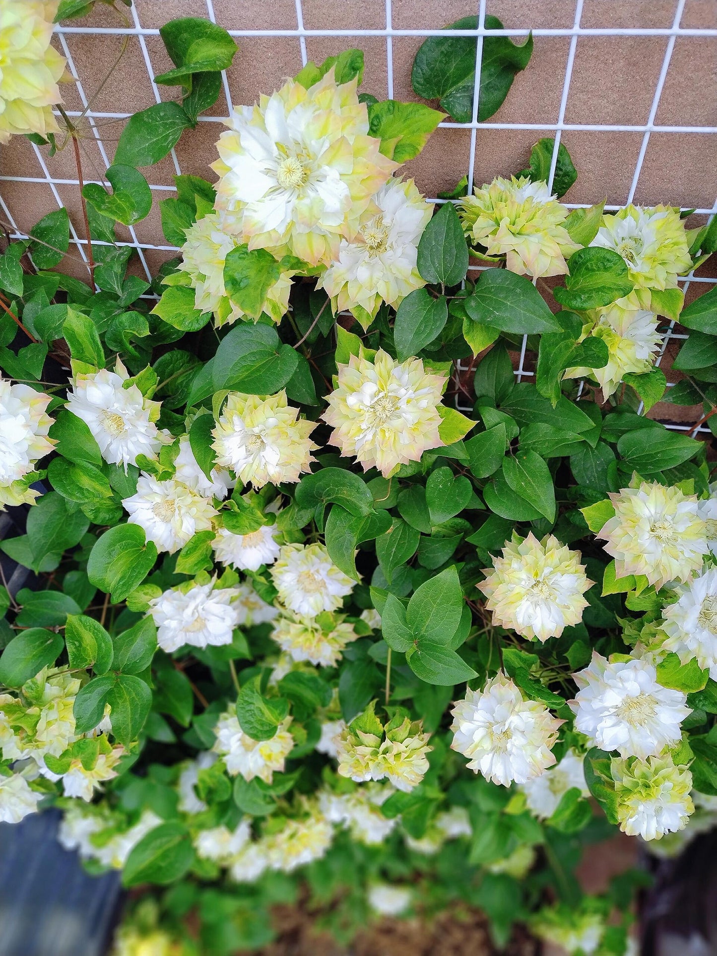 Clematis ‘’Midori |美登利 ‘’