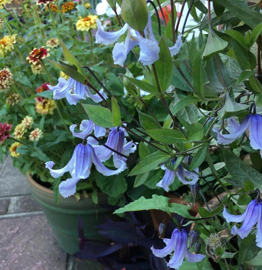 Clematis 'Twinkle' 闪烁