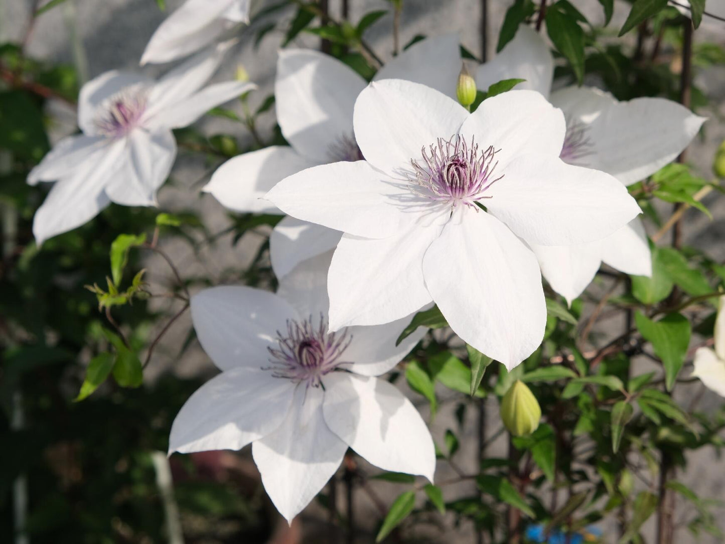 Rare Clematis ‘’Guizi|摫子‘’