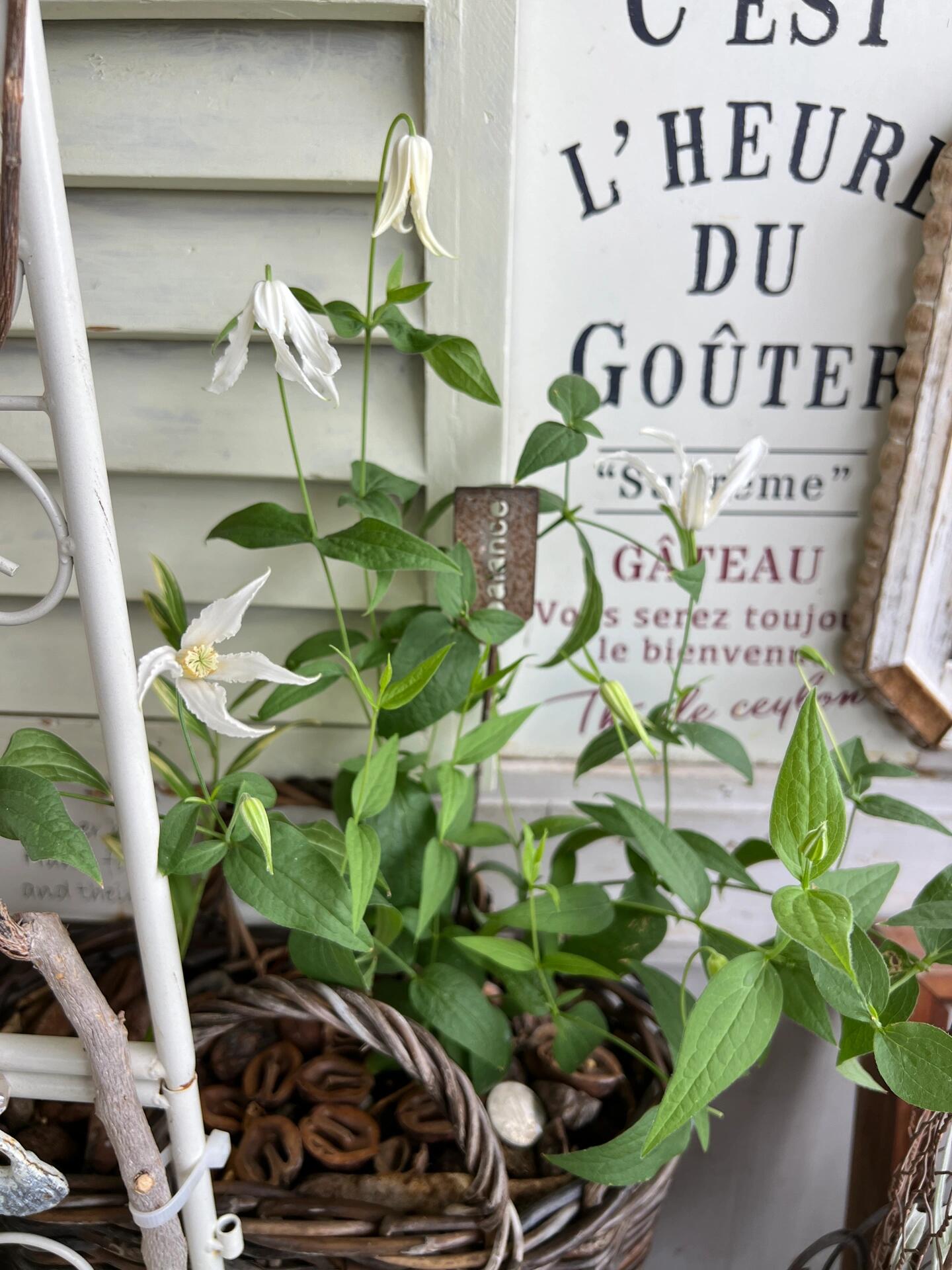Jasmine Clematis ''Hakuree | ハクレイ| 白麗| 哈库里''