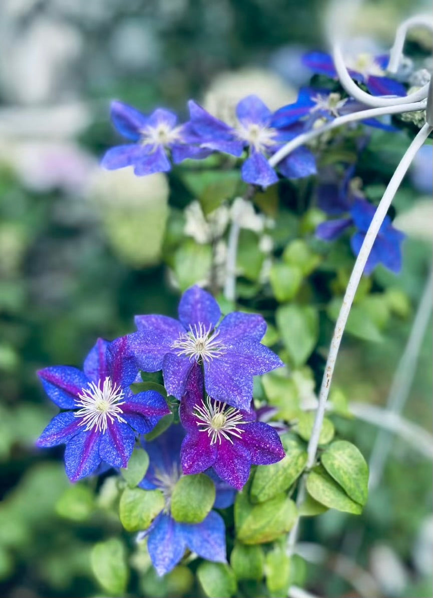 Clematis ''Chameleon |变色龙''