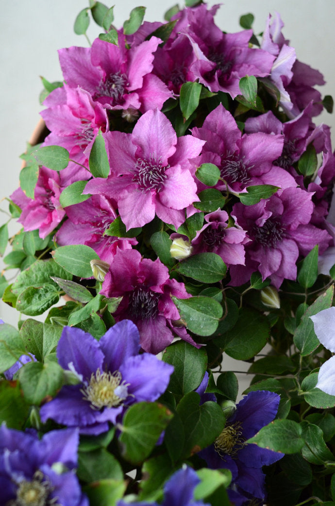 Dwarf Clematis ‘’Luiza|ルイーザ|路易莎‘’