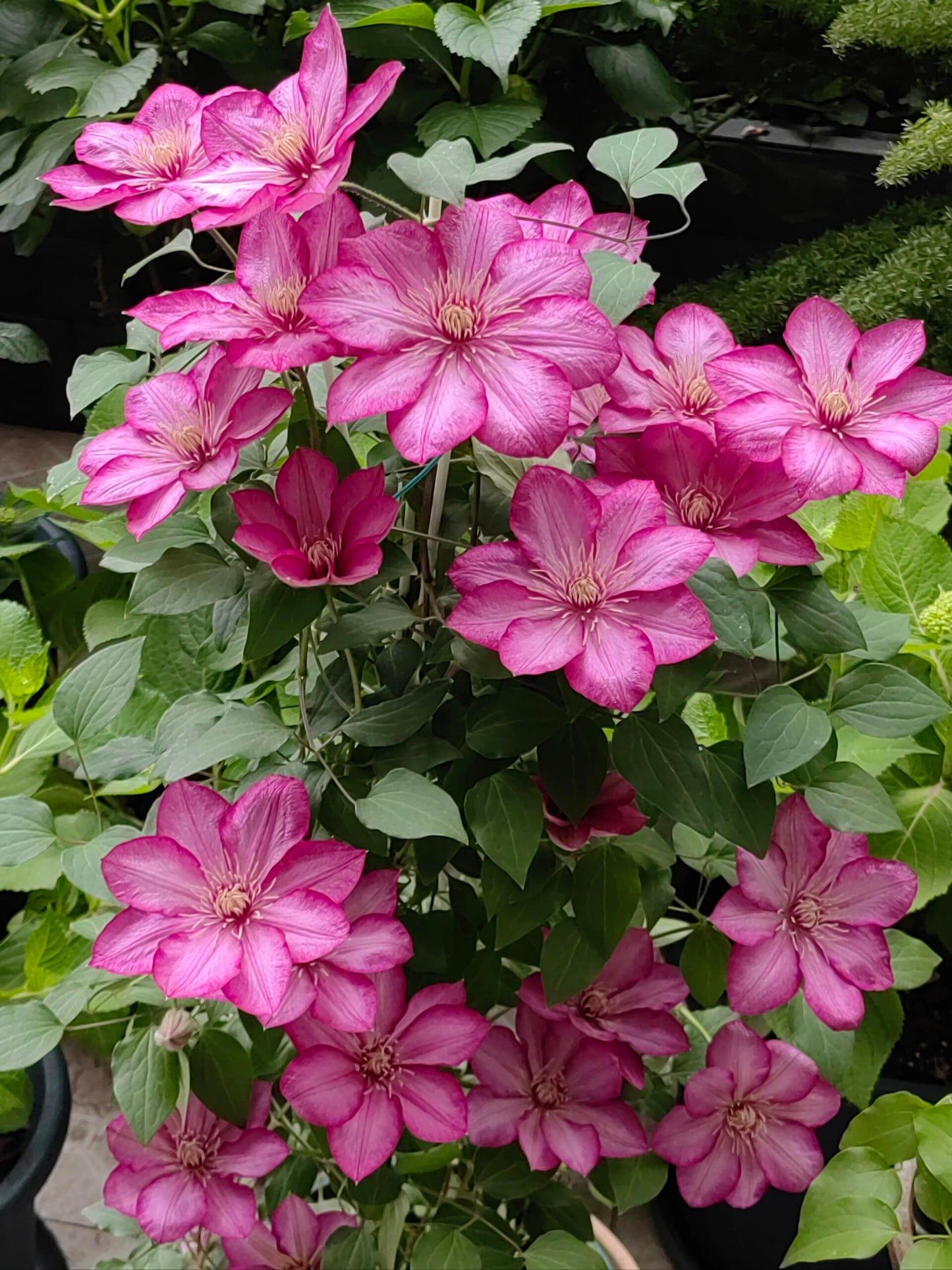 Clematis ‘’Liberty|解放‘’