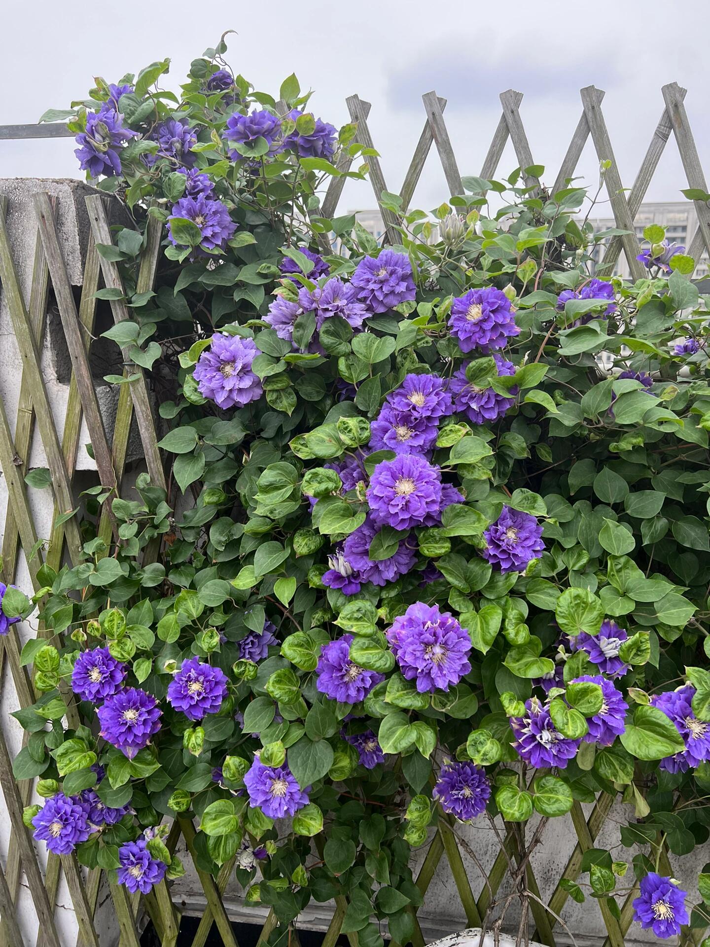 Clematis ‘’Kiri Te Kanawa|- LivePlant|卡瓦娜‘’