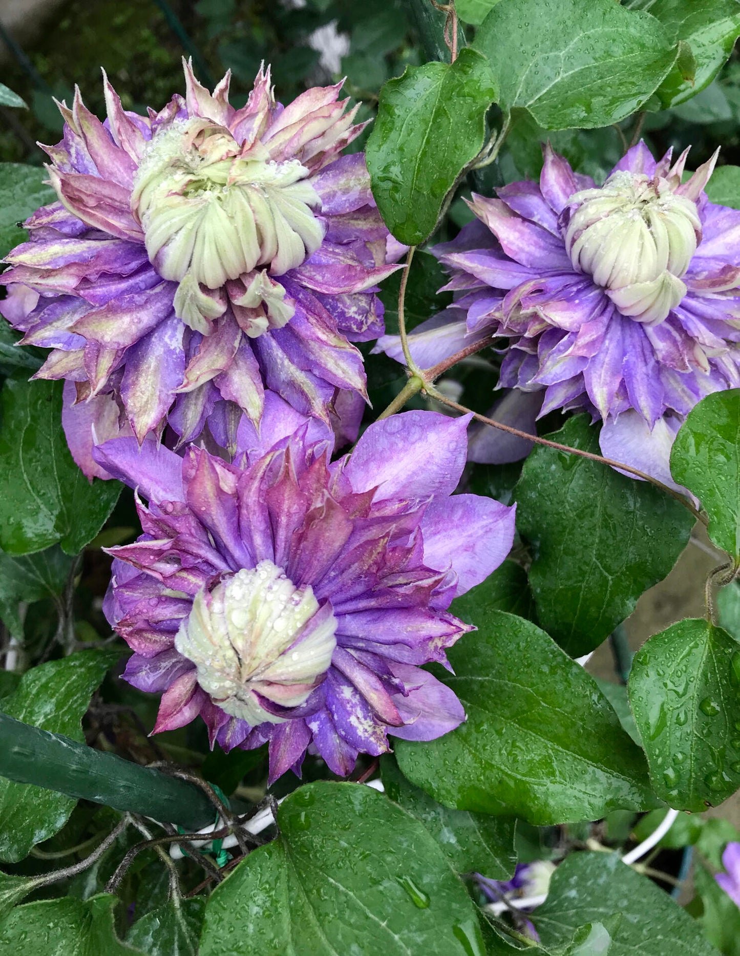 Clematis ''Magic Fountain| 魔法喷泉''