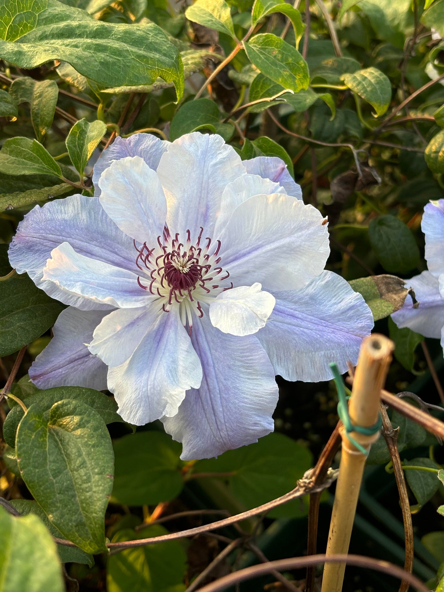 Clematis ‘’Blue Cotillion|蓝色龙沙舞‘’