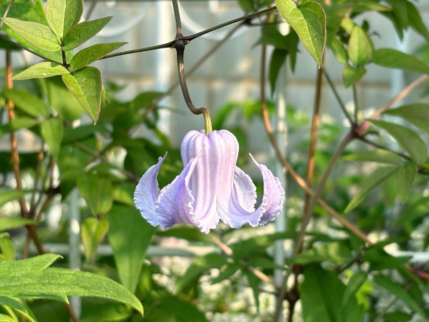 Blue Octopus Clematis ‘’クリスパ・エンジェル| Crispa Angel| 克里斯帕天使| タコクレマチス‘’