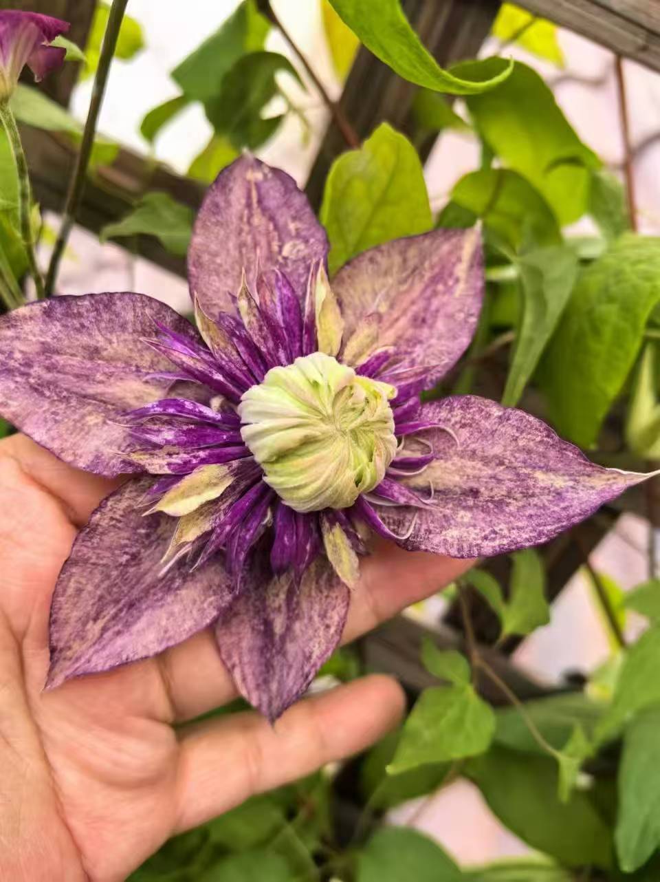 Clematis ‘’Sorcerer |Mage| 魔法师‘’ U.S Exclusive