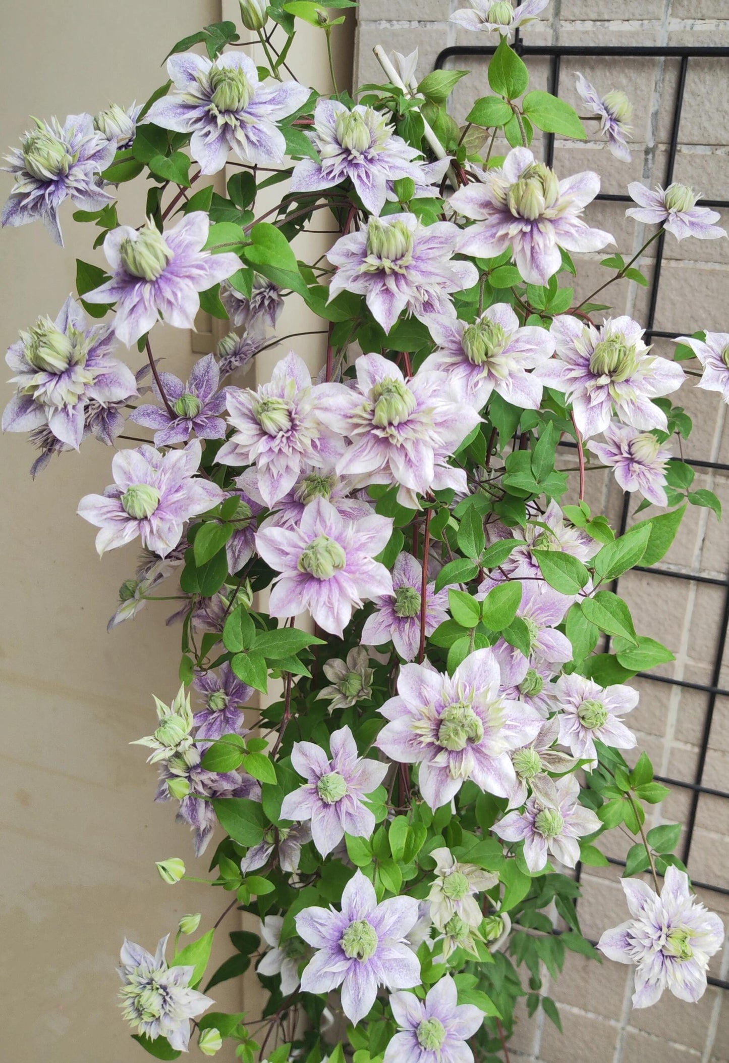 Clematis'' Minamonoyousei | みなもようせい| 水面妖精''
