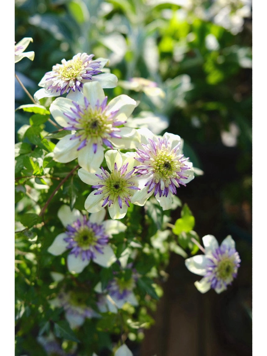 Clematis ‘’New Viennetta|千层雪| 新幻紫‘’